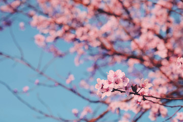 Plum tree branch with fresh pastel pink flowers in bloom, close up.