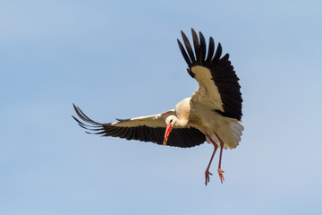 Weissstorch im Anflug