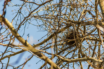 Bird's nest in the branches of trees 