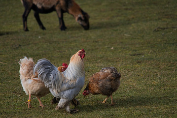 Glücklicher Rasse Hahn und Henne auf Bio Bauernhof, Freilandhaltung