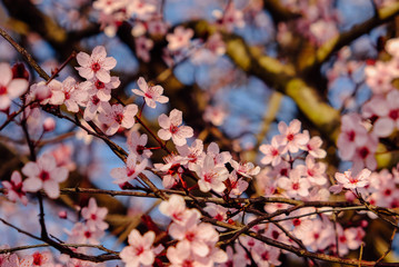Plum tree branch with fresh pastel pink flowers in bloom.