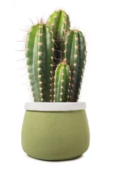 Fototapeten Kaktus in einer Vase © Scisetti Alfio