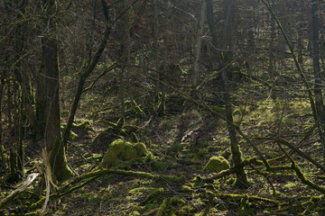 forest with green moss. cold weather in february in Germany near the city Crailsheim