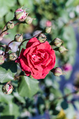 pink rose in the garden
