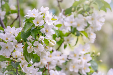 White blossoming apple trees.