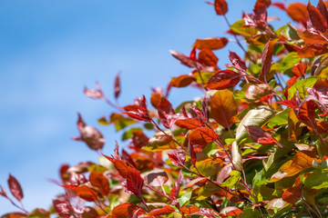 Branches of bushes with young green and red leaves