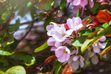 Fresh pink flowers of a blossoming apple tree with blured background