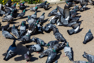 A flock of pigeons on the path in the Park.