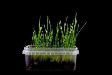 Naklejka premium Green grass in transparent pot, isolated on black background.