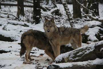 wolf in snow, A wolf pack,  wolves in winter forest, wolf eyes