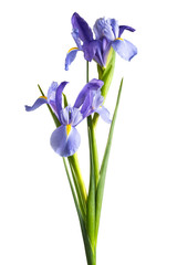 Fototapeta na wymiar Iris flowers