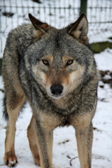 wolf in snow, A wolf pack,  wolves in winter forest, wolf eyes