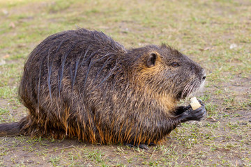 Nutria, Myocastor coypus or river rat the wild near the river