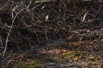 branches from cut down trees and a puddle of water