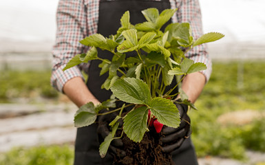 Crop seasonal worker with uprooted strawberry plant