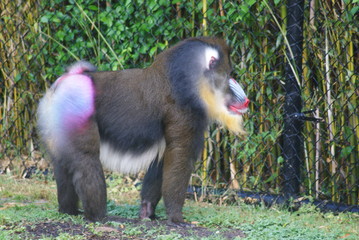 Mandrill