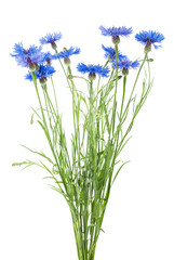 Bunch of blue cornflowers isolated on a white background. Bouquet of cornflowers.