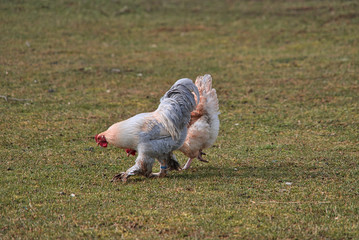 Glücklicher Rasse Hahn und Henne auf Bio Bauernhof, Freilandhaltung