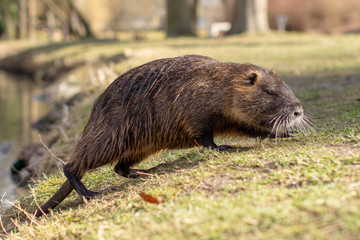 Nutria, Myocastor coypus or river rat the wild near the river