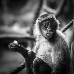 Singe en cage