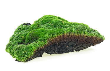 Fototapeta premium Green moss isolated on a white bakground