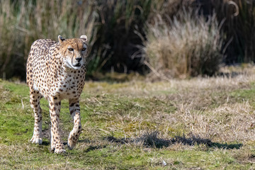 Cheetah lying on the wild grasses, Acinonyx jubatus, portrait 