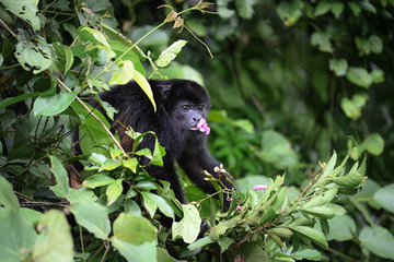 Singe hurleur se nourrissant