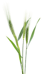 Green spikelets of barley isolated on a white background