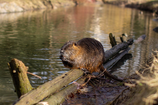 Nutria, Myocastor coypus or river rat the wild near the river
