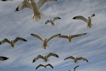 Seagulls Up Close 