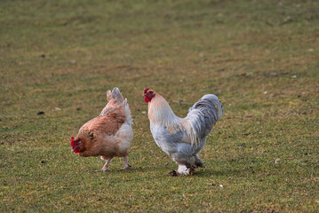Glücklicher Rasse Hahn und Henne auf Bio Bauernhof, Freilandhaltung