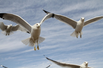 Seagulls Up Close 
