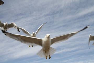 Seagulls Up Close 
