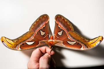 Obraz premium Butterfly on the white background, Attacus atlas