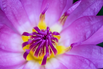 Lotus bautiful in nature and colorful