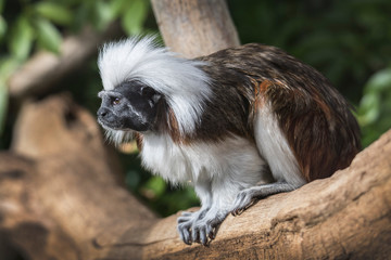 Cotton Top Tamarin