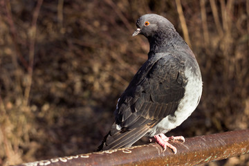 The domestic pigeon (Columba livia domestica), the rock dove - city ​​birds sit on a metal fence