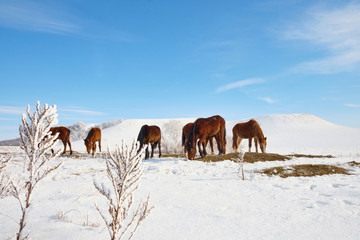 Herd of horses grazes in the winter