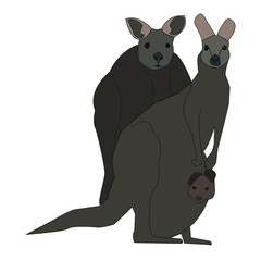 kangaroo family is very beautiful