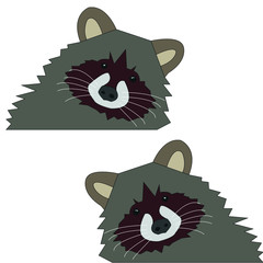 beautiful raccoon looks left and right