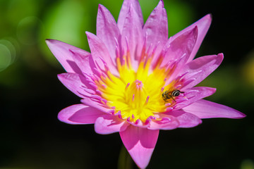 Lotus bautiful in nature and colorful