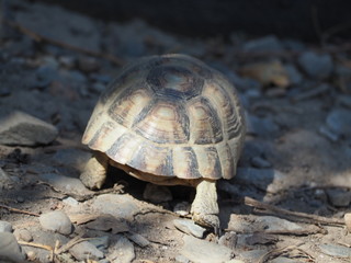 Schildkröte