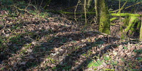 forest with leaves at the beginning of the year in cold weather with a lot of moss