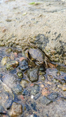 Crab resting on the shore 