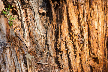 Tree trunk texture of sequoia sempervirens