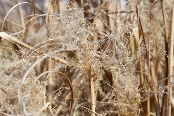 Fototapeta premium ears of dry grass