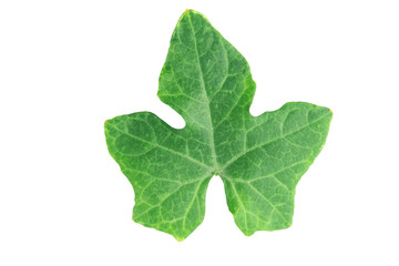 Obraz premium Ivy gourd leaves on white background with clipping path.