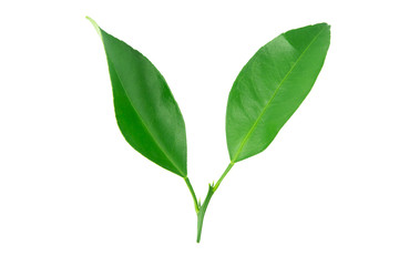 Lime leaves isolated on white background with clipping path