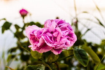 pink rose on white garden background