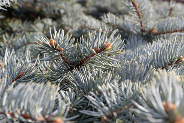 Naklejka na ściany i meble Picea pungens blue spruce Colorado spruce